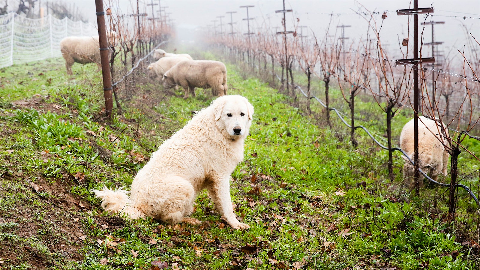 A Great Pyrenees dog is pictured guarding pigs and sheep as they graze between the vines of Hanzell Vineyards.